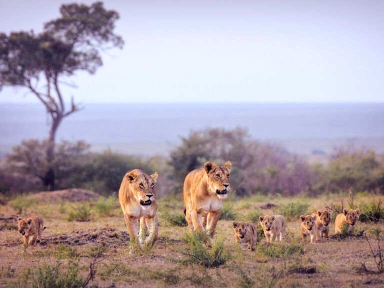Two lionesses and their cubs in Kenya