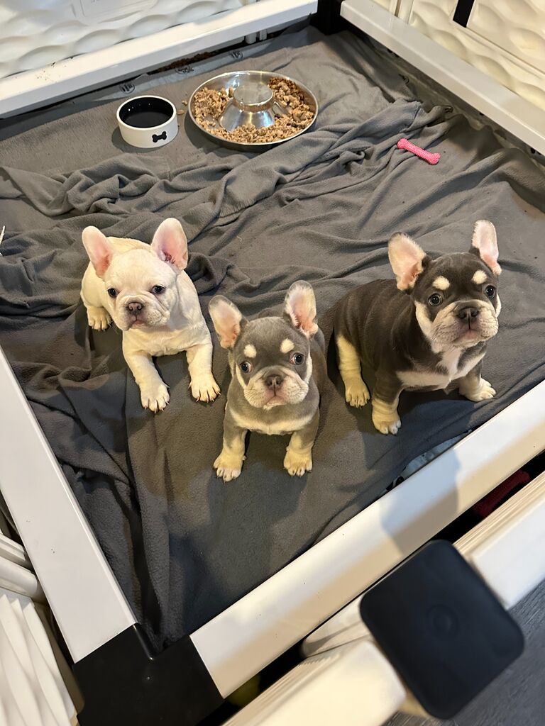 Chanel's beautiful girls that we named: Cream, Lilac, and Blue. Waking up to 3 adorable puppy faces (5 including Chanel and Athena!) is something we miss so dearly but it is a true treasure they are all now with their loving (fur)-ever homes ! 🐾❤️