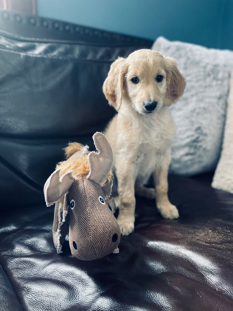 We got our first puppy together ❤️ Moose