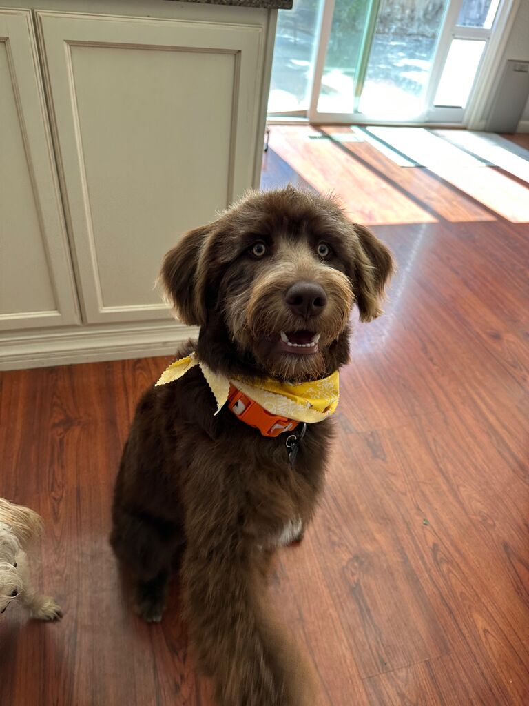 Maple is our lovely and monstrous puppy! She is our new addition to our family this last year❤️