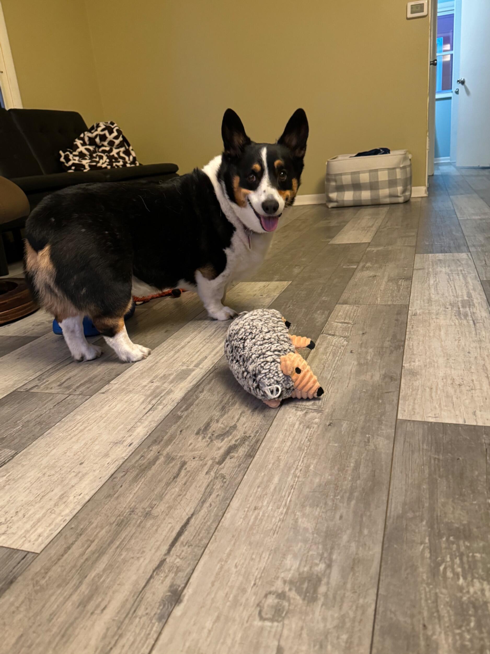 We celebrated our fur baby's 9th birthday. Doc is both a sweetheart and a grumpy old man but we love him. This is Hamad's first dog, and while hesitant at first Doc now sleeps in bed wedged between us. We have lots of fun with our baby. 