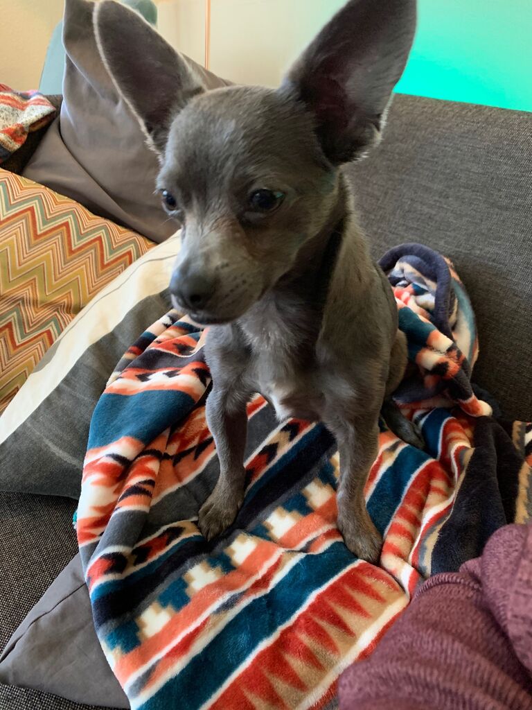 Welcome to your forever home Beau!