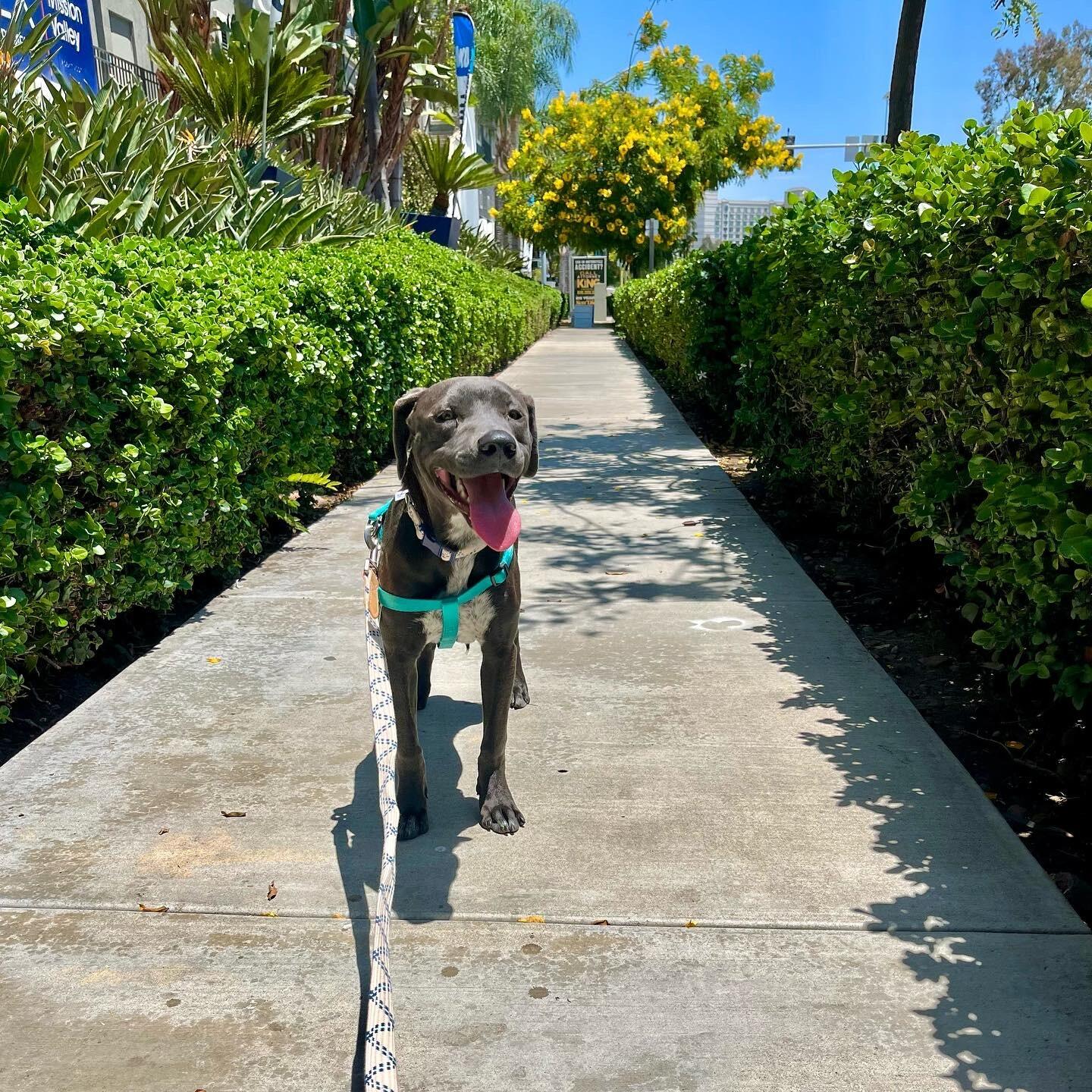 Meet Charlie! Newest addition to the family :)