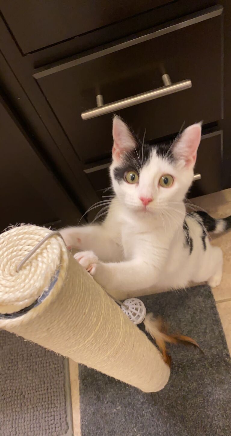We adopted Pebbles.