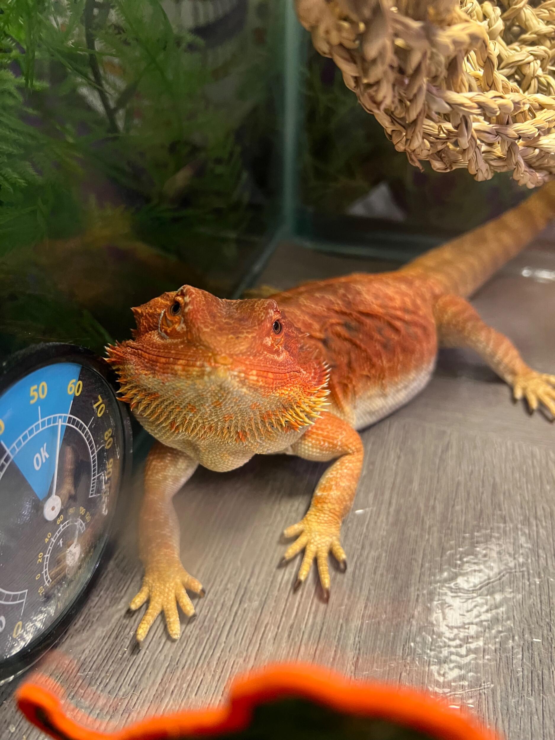 Our daughter; Blaze