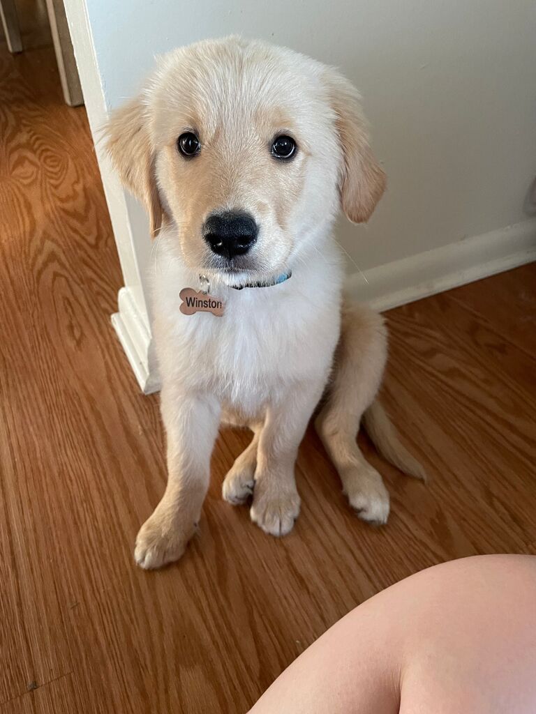 In October of 2021, Samantha was accepted to Kettering College Physician Assistant program which would start in May 2022. As they continued to explore the city, Samantha was preparing for school and Brandon was working hard at Medpace. If they weren’t busy enough they brought home their handsome puppy Winston in May of 2022!  Winston, a golden retriever-bernese mountain dog mix, went from a rambunctious 10 pound puppy to an 80 pound sweet boy. He certainly made life interesting for Samantha and Brandon which included early morning walks and daily cuddle sessions.