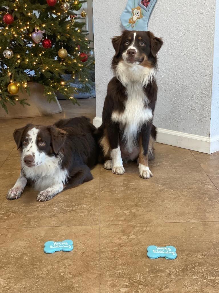 Our pups, Bo & Toby (their 1st bday)