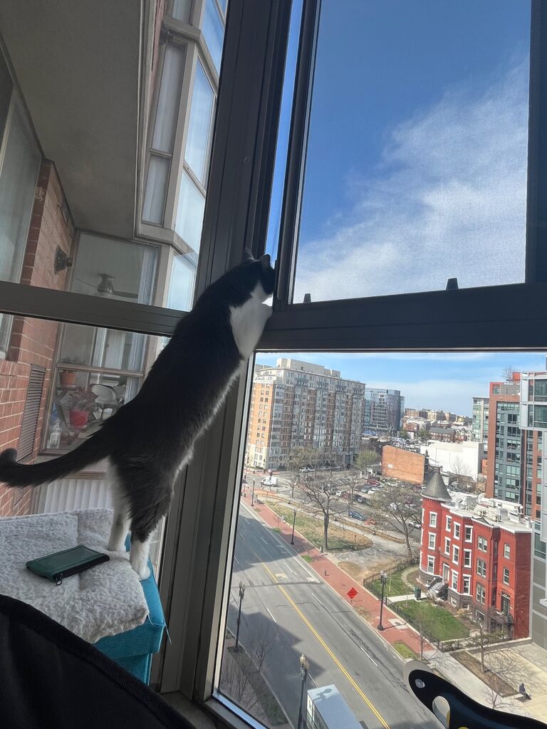JoeJoe enjoying the apartment views.
