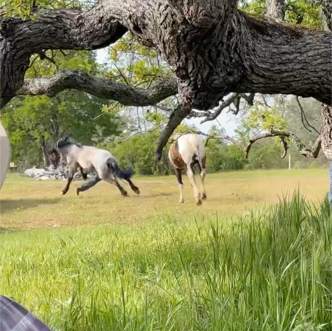 Conner came to an Egan branding with Cody Dorris, where he met Rylie and was gently informed that he shouldn't ride her horses. The video of Conner getting bucked off her horse will be replayed for eternity. 