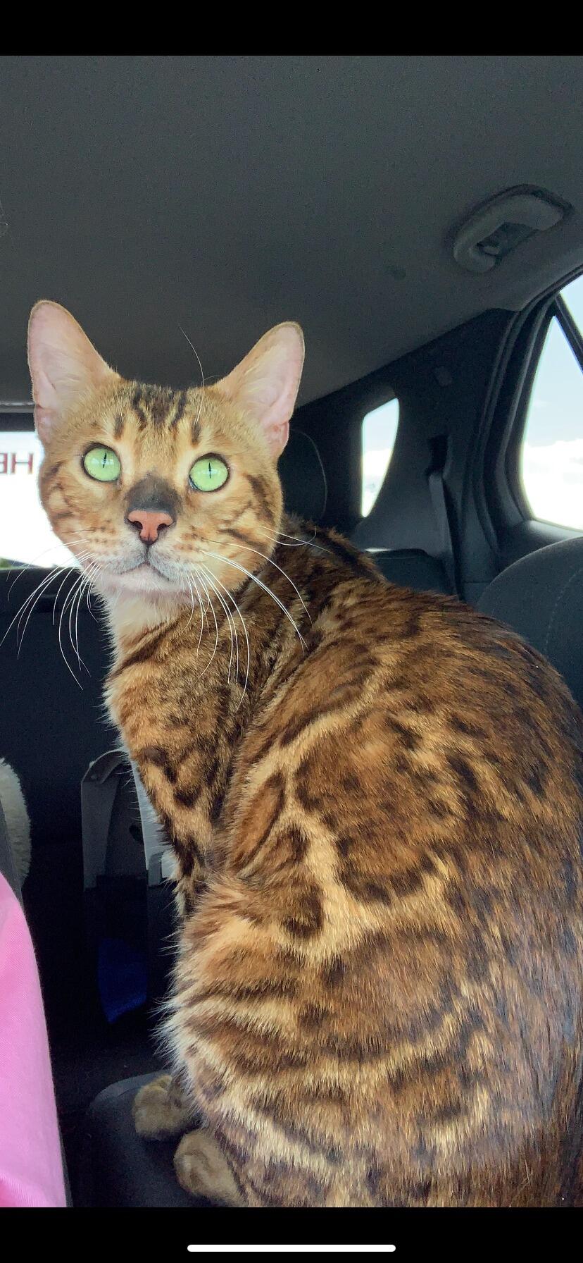 If this right here doesn't show how much Scott loves Hannah.... because he totally caved!!!! They got a bengal cat named Monarch!