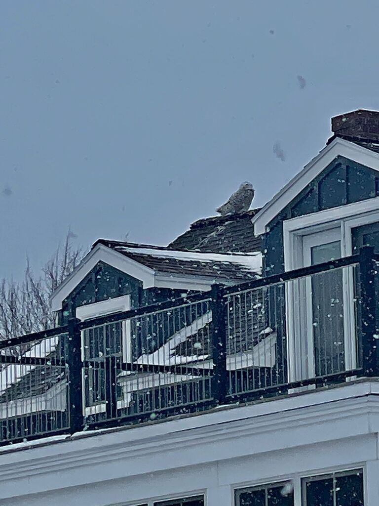 Saw our first snowy owl (relevant to the proposal story).