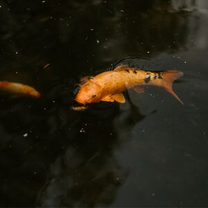 Gallery Photo 29