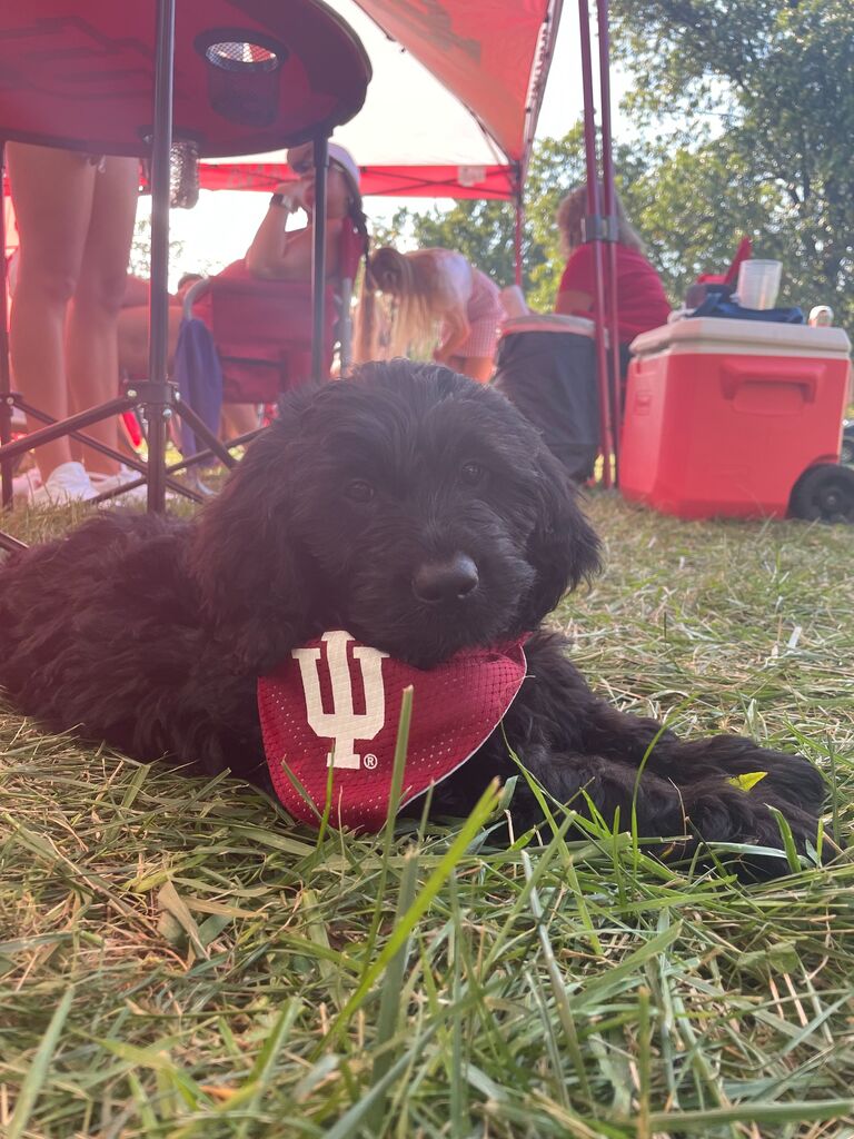 We got our beloved Kobe Bean and took him straight to an IU tailgate!