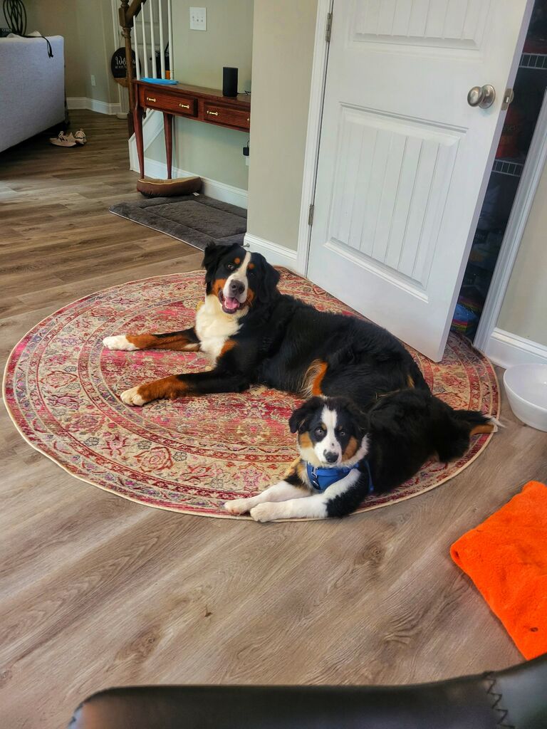 We decided Rhett needed a brother... in comes Wiley! Named after the first street we lived on together!