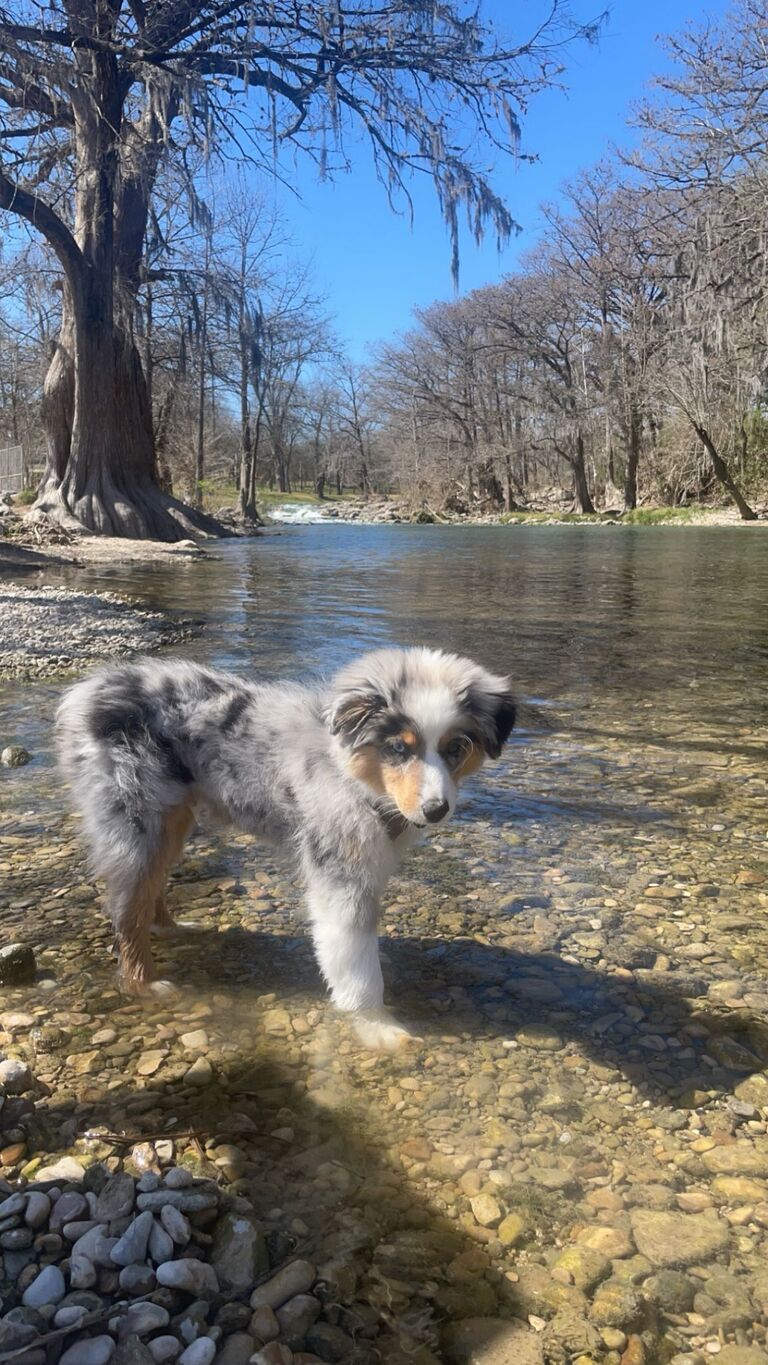 Mark and Brigitte took Polo to Canyon Lake 