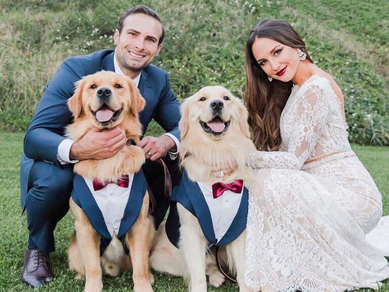 Two dogs in matching blue tuxedos at wedding