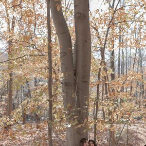 Gallery Photo 29