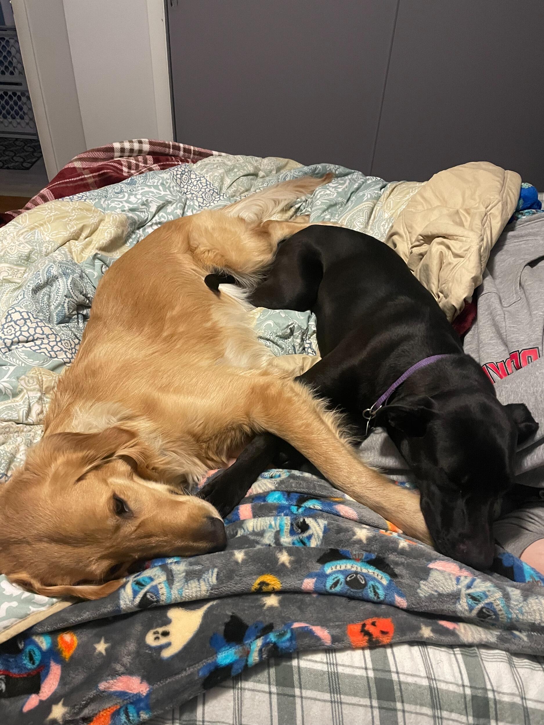 We temporarily became a family of four, we fostered our first dog