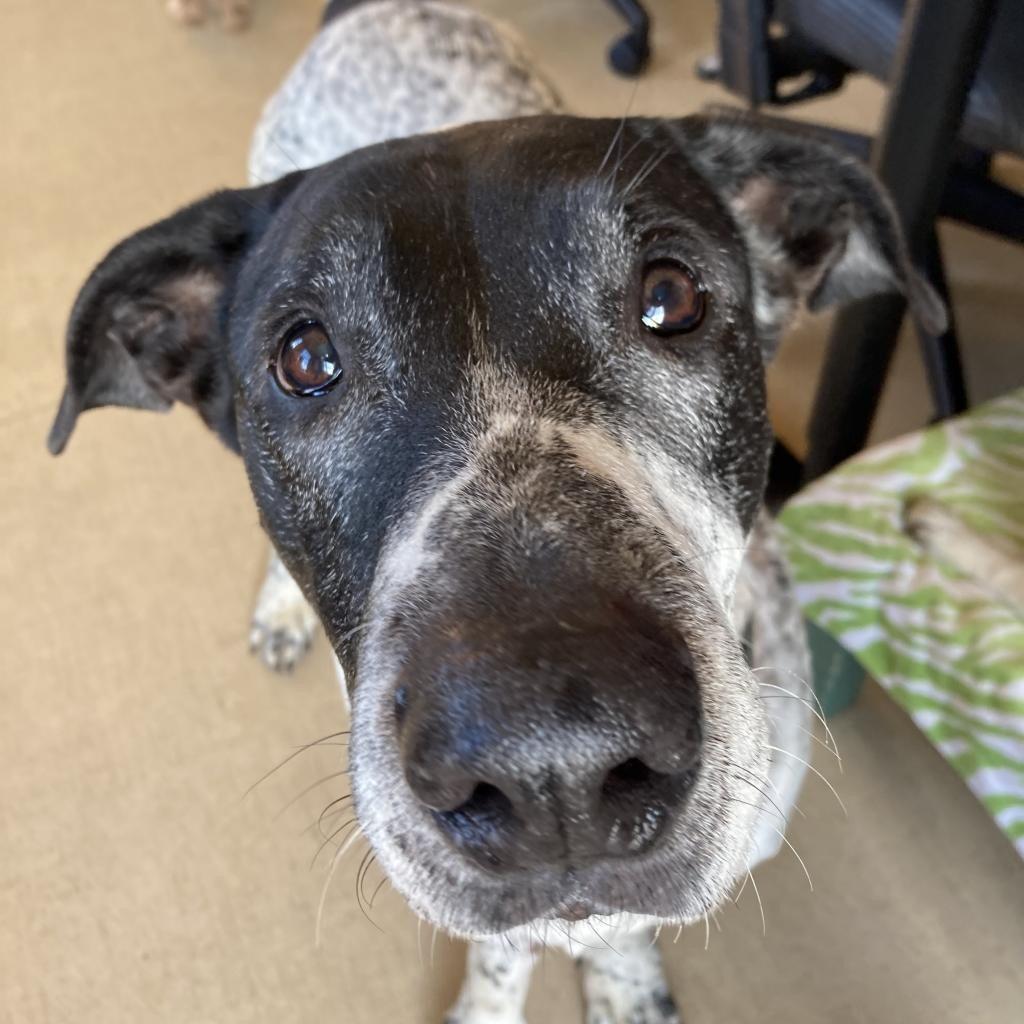 We adopted a wonderful old dog, and loved with her all our hearts for the too short time she was with us.