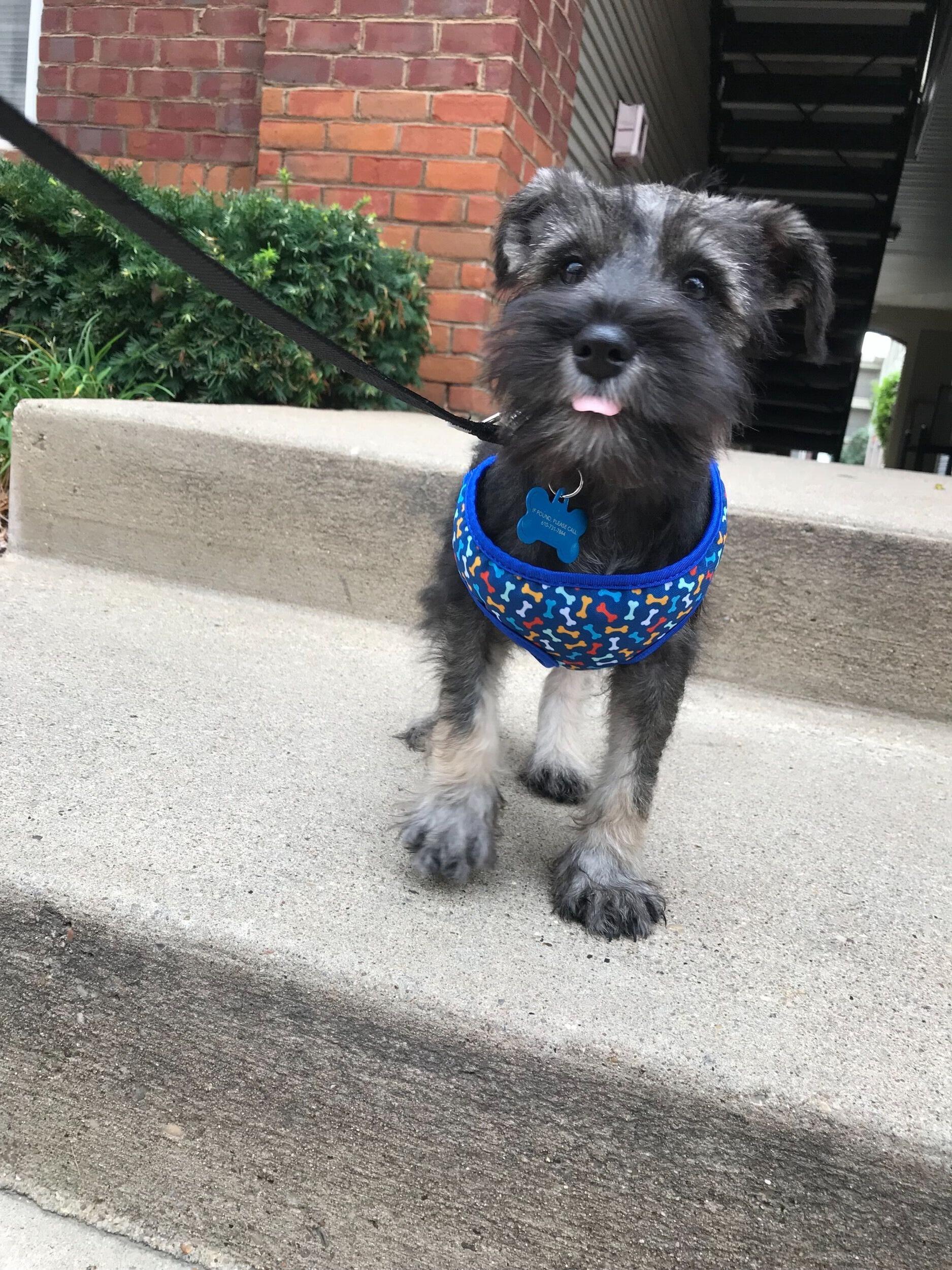 Welcome home, Henry!