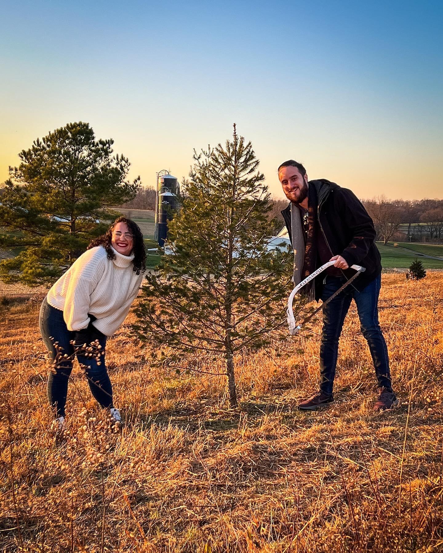 They cut down their very first Christmas tree together. • Cortaron juntos su primer árbol de Navidad.