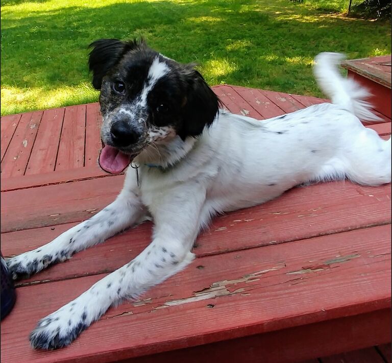 In 2019 we added to our family, adopting Kiska a Brittany Spaniel - our sweet little Ki <3