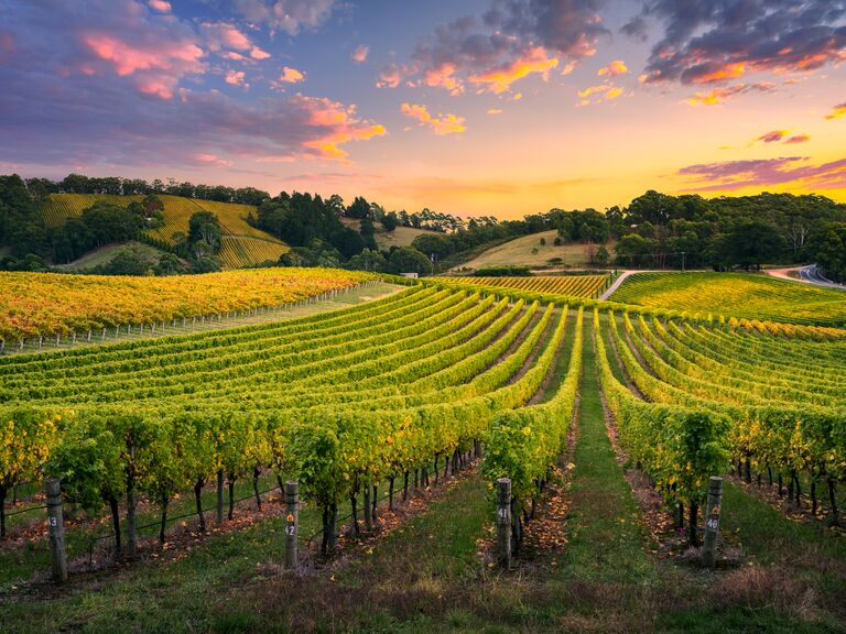 Vineyard during sunset in Australia