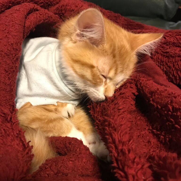 Pumpkin joins the fam, Gainesville FL
