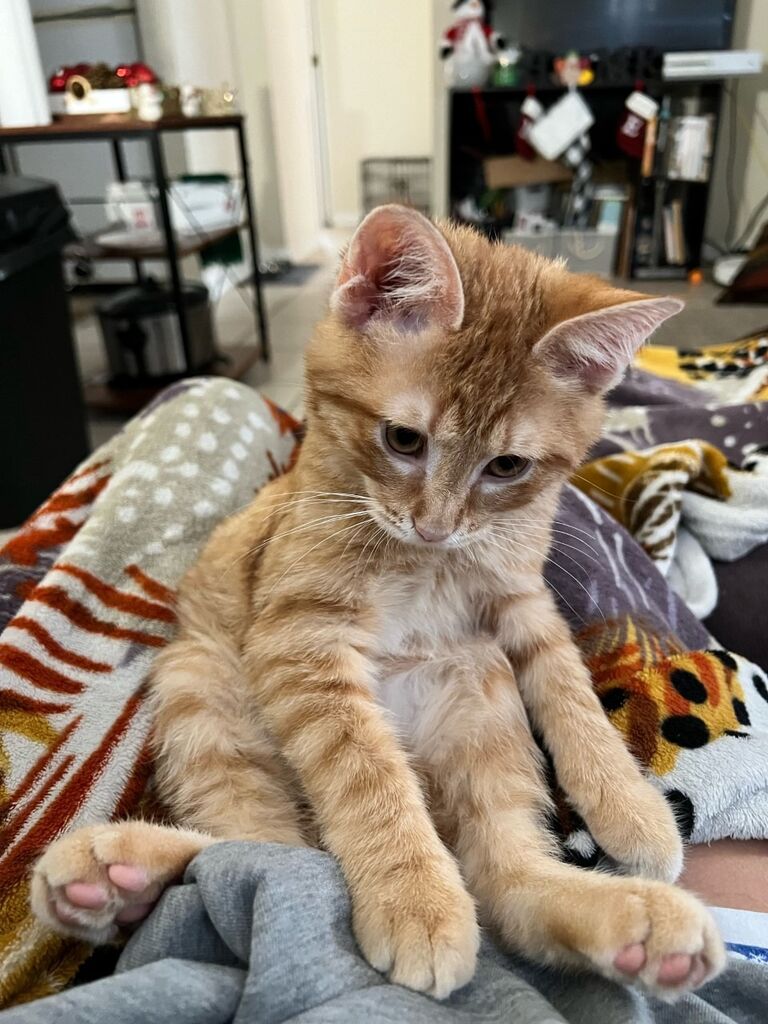 We adopted our sweet Milo after a trip to feeders supply!