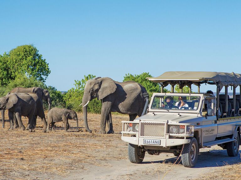 Truck driving by elephants 