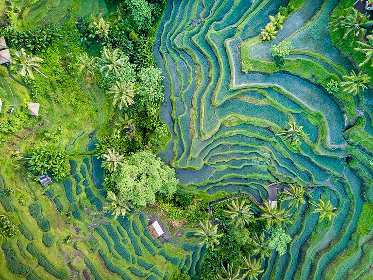 Aerial view of Rice Terrace in Bali Indonesia