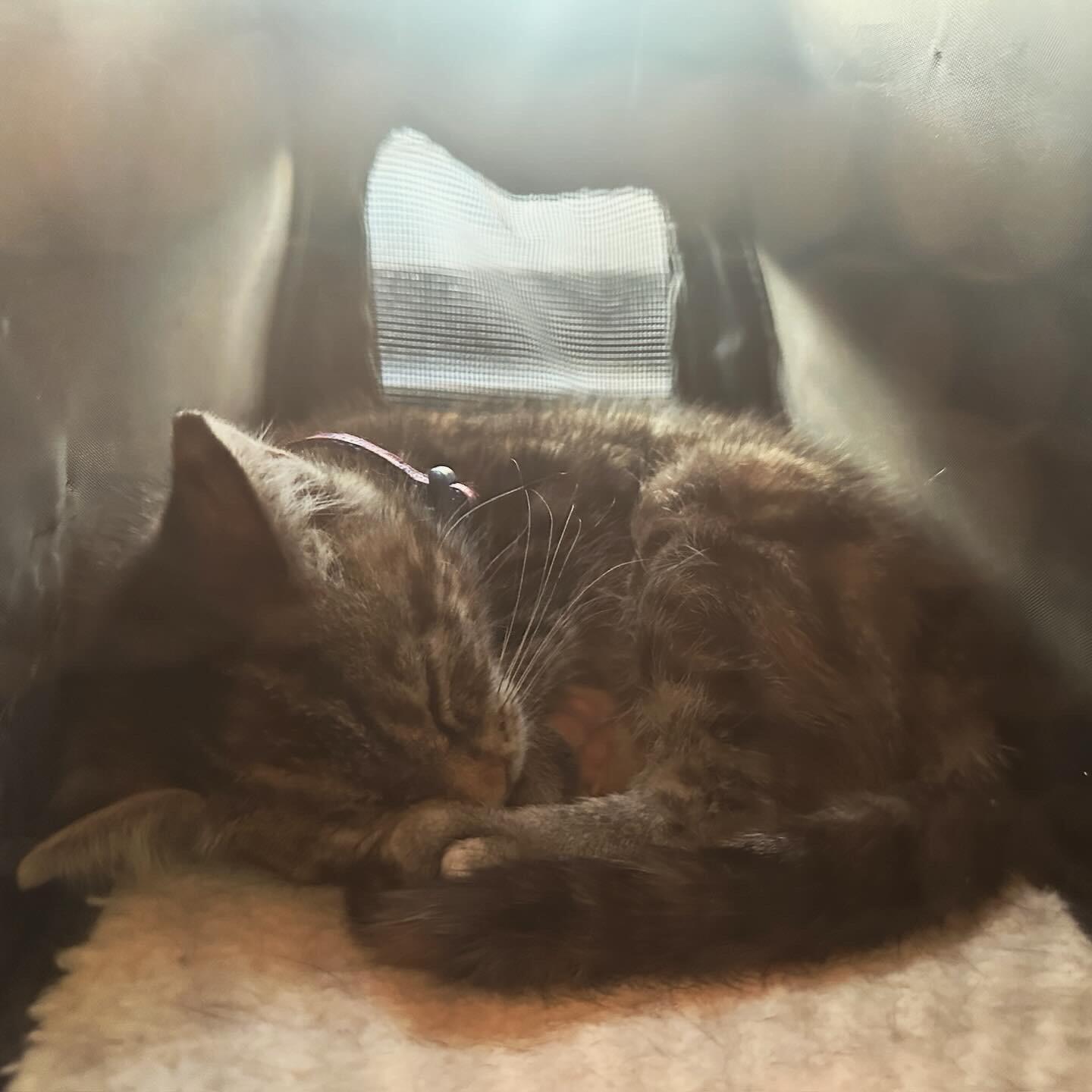 Adopted Calliope!