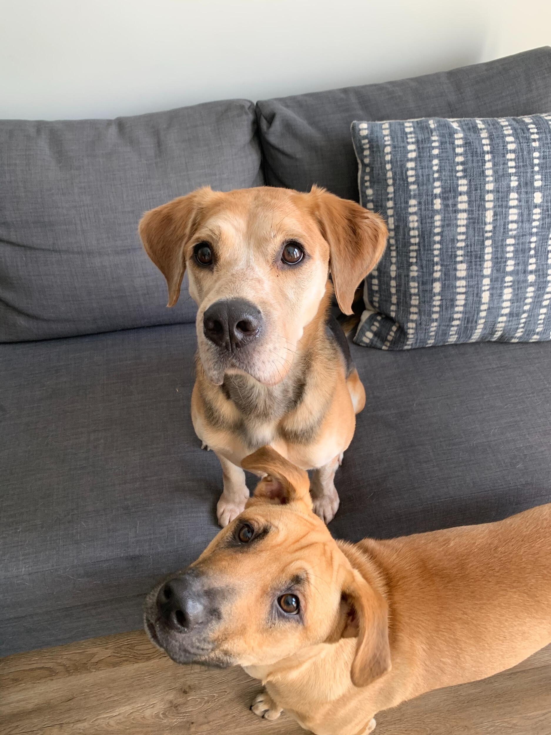 Ginger's Gotcha Day