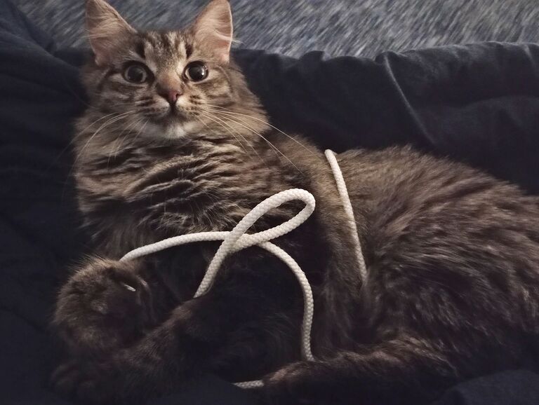 We got our newest furry addition, Volka, as a baby