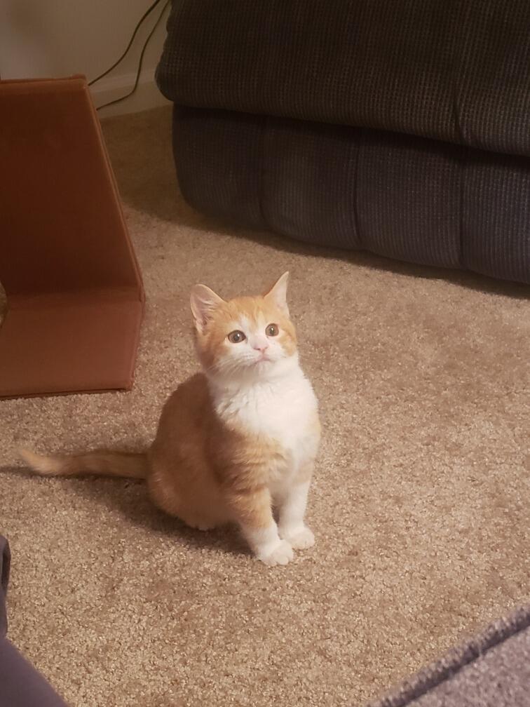 Eric adopted Hobbes