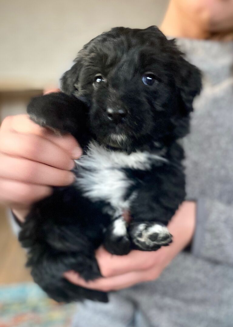 Sven!