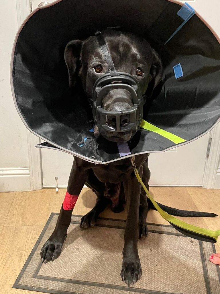 Baby Bane after neutering
