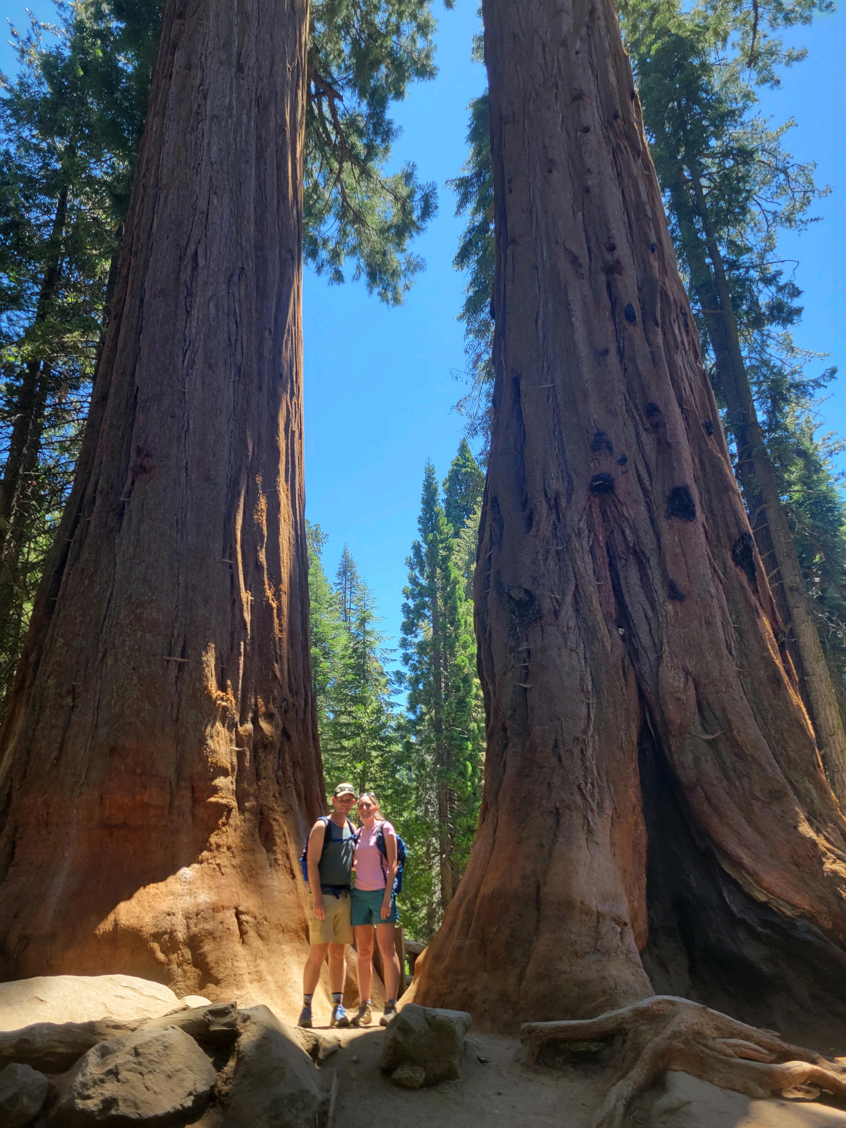 Sequoia NP
