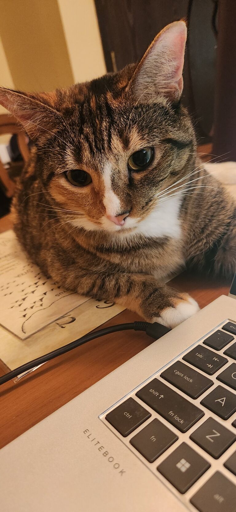 Menzi (Best WFH buddy)
