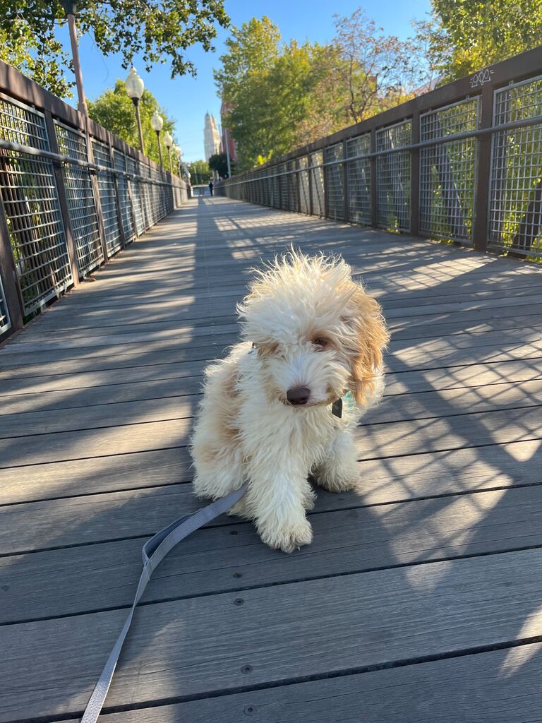 Enter... Winnie!! Niki texted Chase at work asking for her, and it worked. She has had many haircuts since (some better than others!) and Chase only slightly regrets this decision.