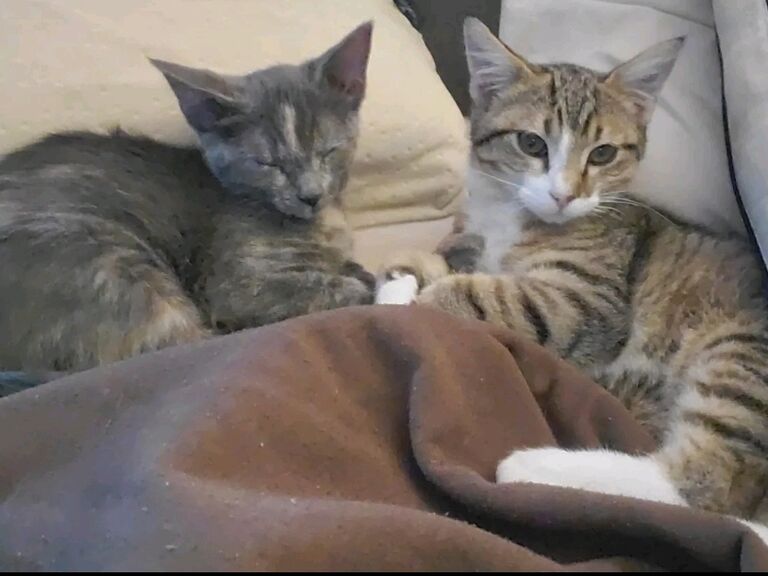 Became cat parents again!