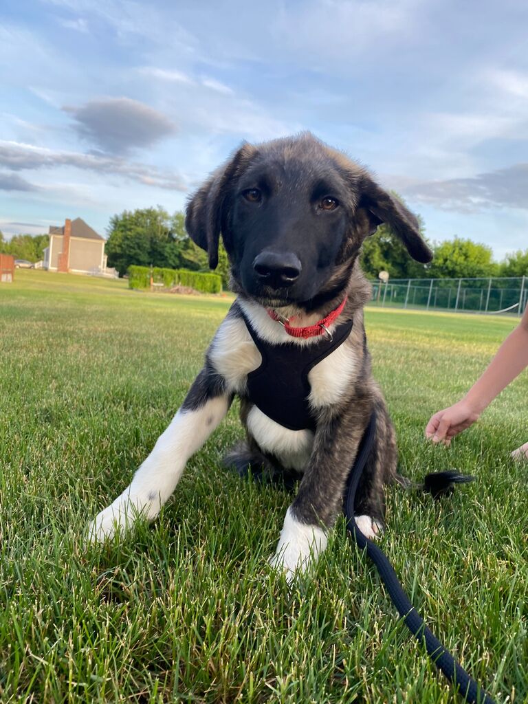 Our second Anniversary present to ourselves, baby Zuko