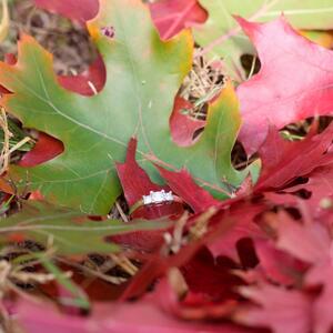 Gallery Photo 26