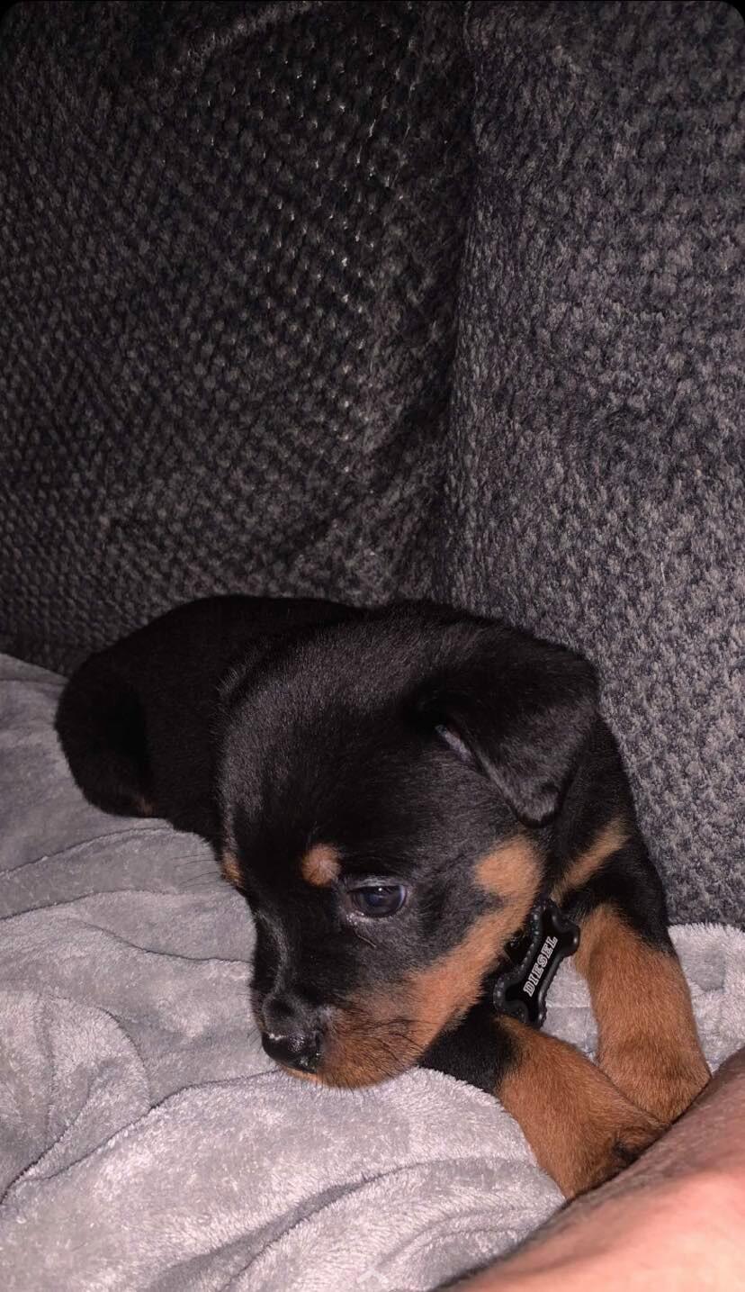 When we welcomed Diesel to our family!