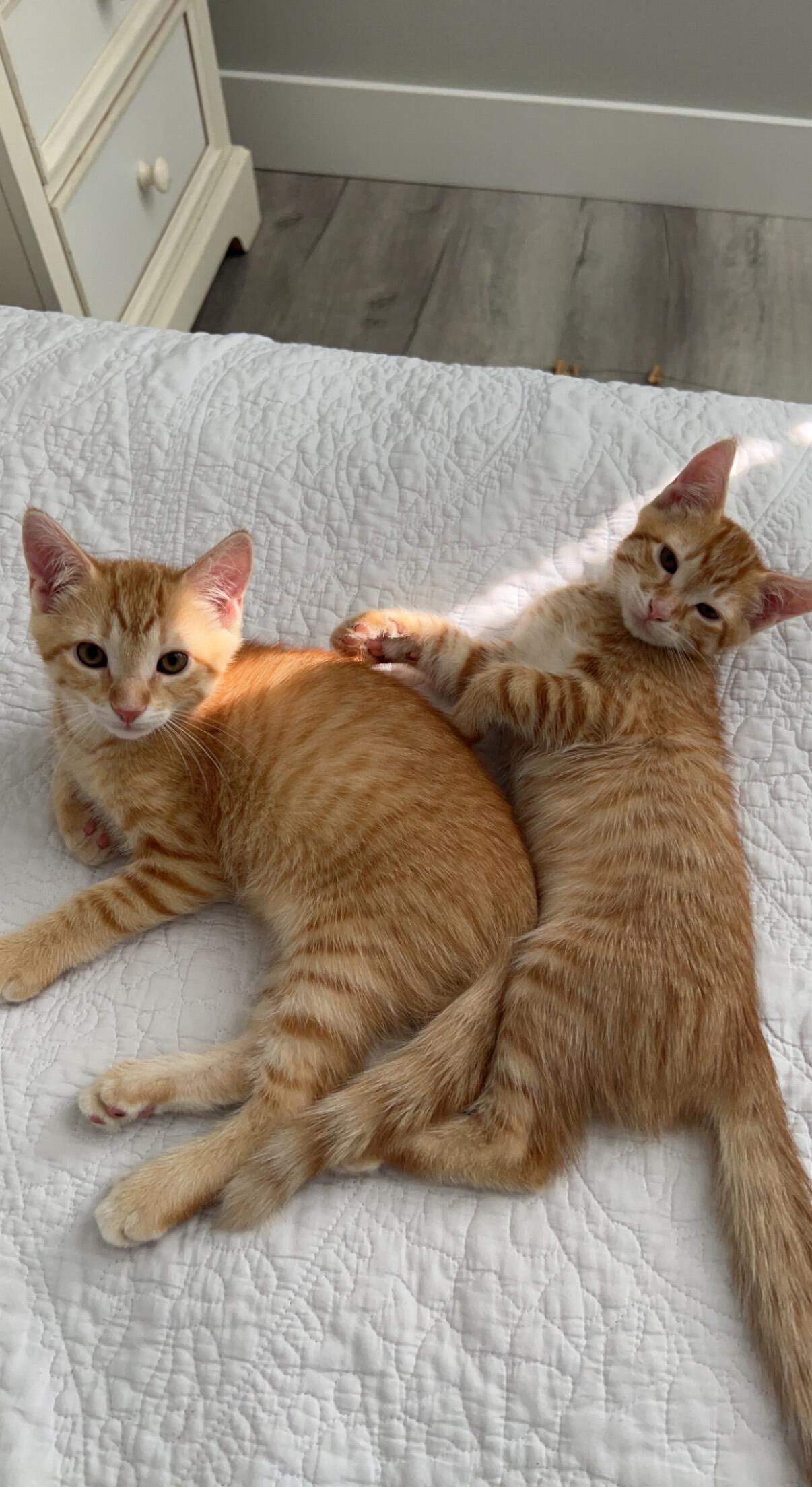 They adopted Ozzy and Nemo, their beloved cats—truly the loves of their lives!