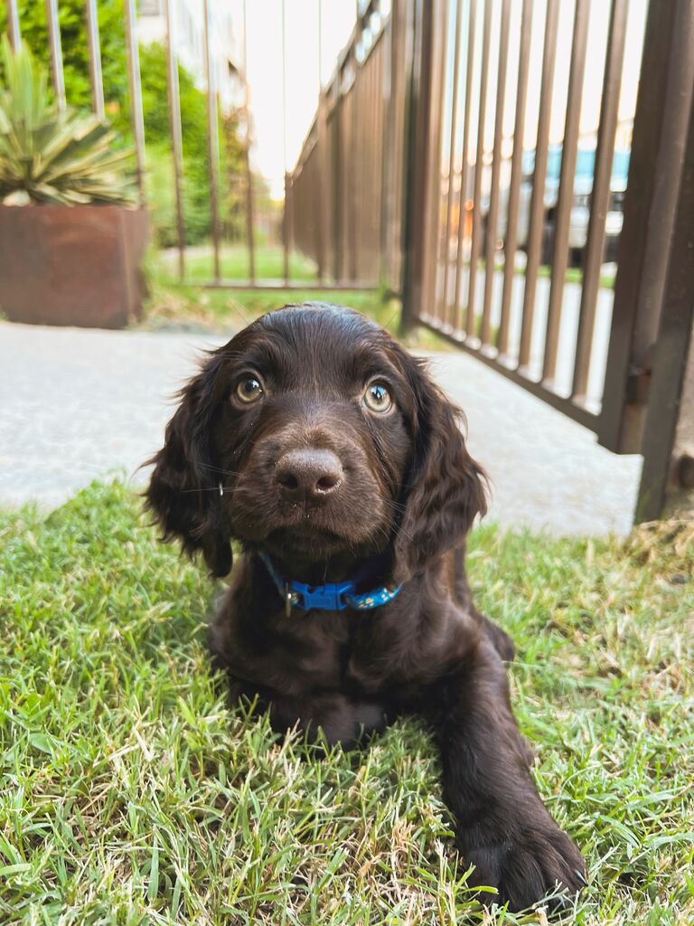 Maverick joined our family in the summer of 2023 after we were "just looking" for puppies at a local breeder. Now a 1-year-old Boykin Spaniel, he has made our lives and relationship so much more special. 