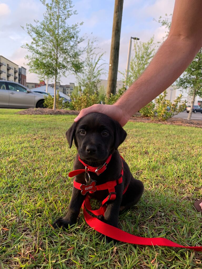 In 2018, we made what we would describe as one of our best decisions ever: Ruby. Since then, Ruby has brought an immense amount of joy and laughter into our lives. We consider her our four-legged child and will never stop bragging about how good of a girl she is.