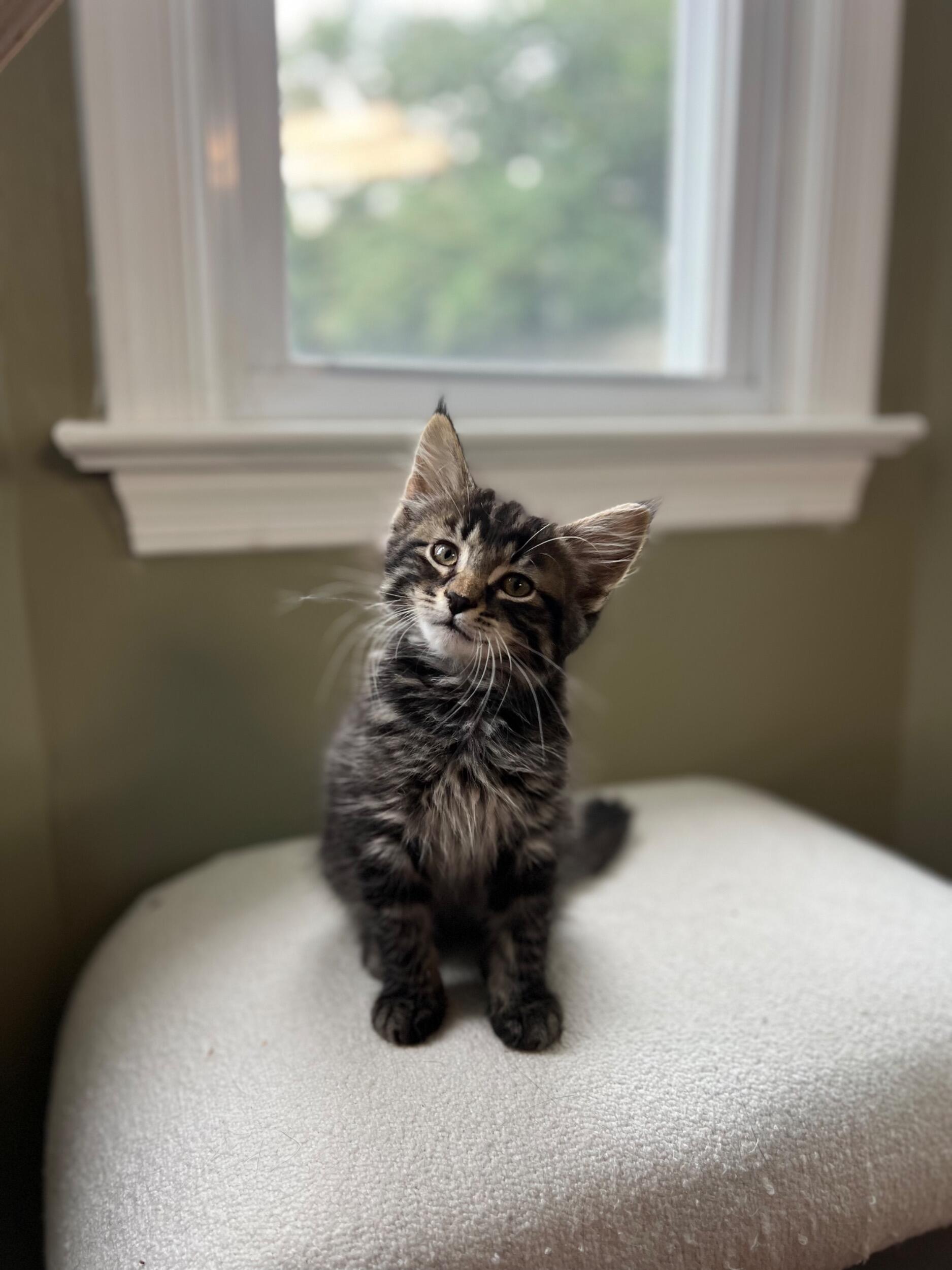 Milo joined the family! While I was on my way home from work, I stopped to get Jared and I dinner. My friend Sal called me and asked if I was still in the area. I told him that I was and he told me to come meet him at the movie theater in Town Center, as he had found a very small kitten! I rushed over and Sal handed Milo to me - he was so tiny he could fit in one of my hands! We waited for his mother to come back but after some time, I brought him home and surprised Jared! He was not happy but eventually, he came around! Milo is the sweetest little brother to Mouse and needless to say, Jared is the ultimate Cat Dad!