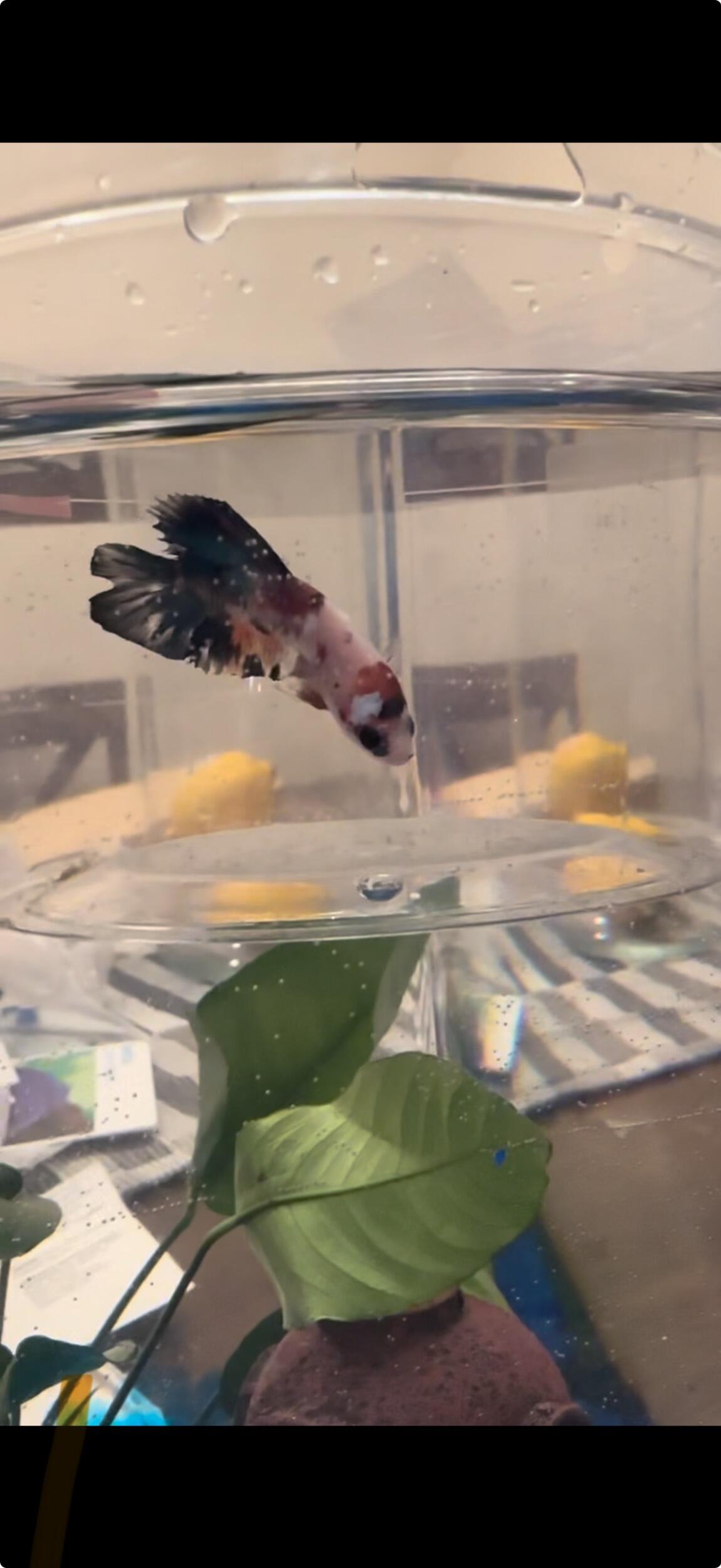 Got our first pet! KEVIN! 
🖤 
¡Tuvimos nuestra primera mascota! ¡KEVIN!