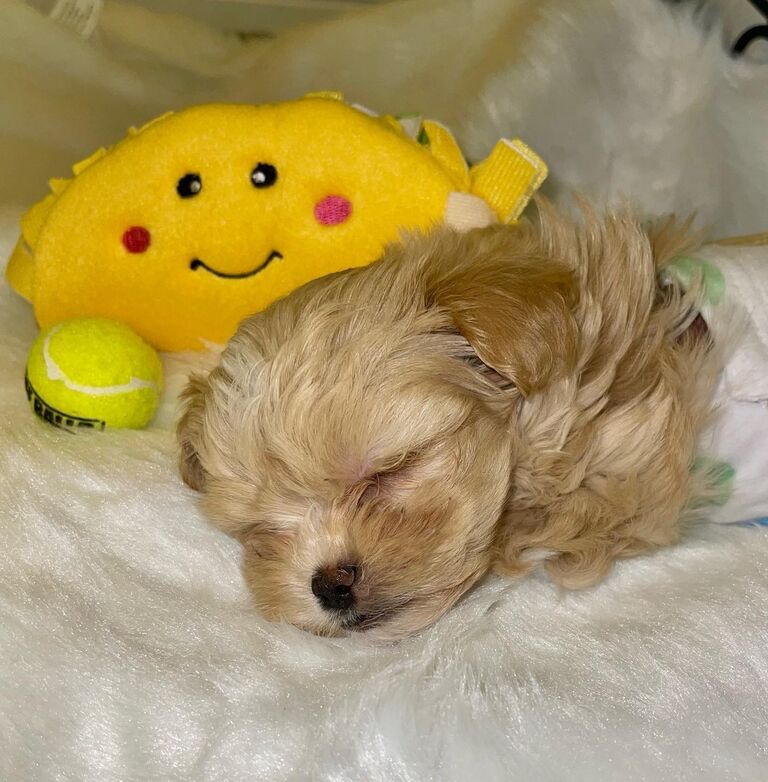 Call us crazy, but we sorta bought a puppy together (literally weeks into dating). Taco may test our patience, but he is our spoiled fur baby! He loves to cuddle and never leaves Emily's side.